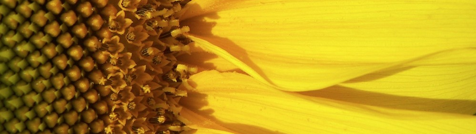 Services in Sunflower